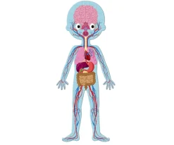 Niños Janod 4 Puzles Educativos El Cuerpo Humano