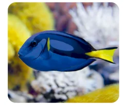 Niños Moses Linterna Proyector Océano